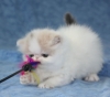 Pure-Breed-Persian-kittens-available-for-adoption-