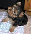 -TEACUP-YORKIE-PUPPIES-FOR-ADOPTION