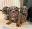 English-Bulldog-Puppies
